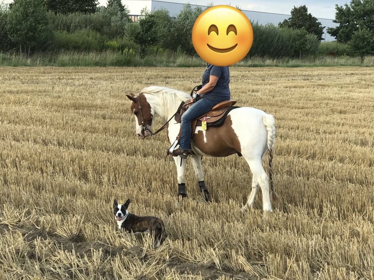 Lewitzer Gelding 20 years 14 hh Tobiano-all-colors in Werl