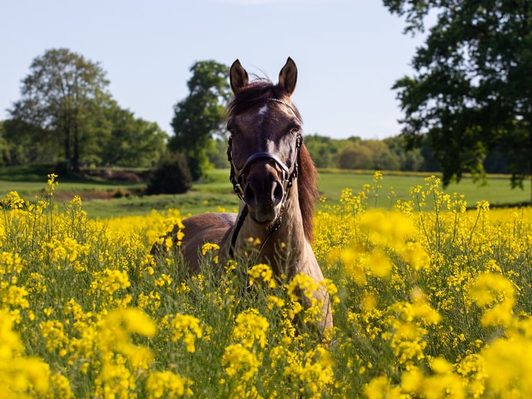 Lewitzer Gelding 20 years 15,1 hh Brown in Dalldorf