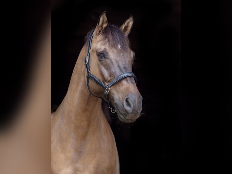 Lewitzer Gelding 20 years 15,1 hh Brown in Dalldorf