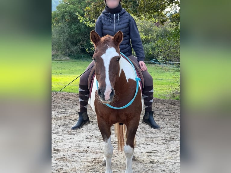 Lewitzer Gelding 23 years 14,1 hh Pinto in Thurnau