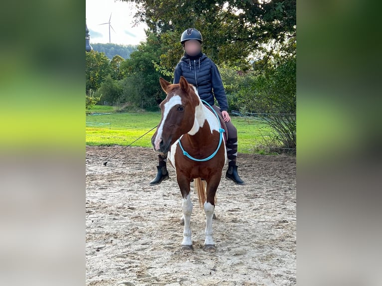 Lewitzer Gelding 23 years 14,1 hh Pinto in Thurnau