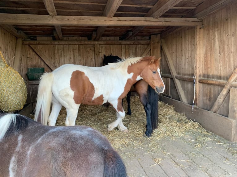 Lewitzer Gelding 23 years 14,1 hh Pinto in Sch&#xF6;nwalde-Glien