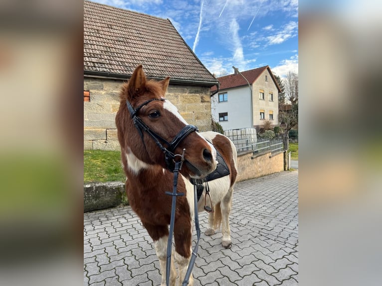 Lewitzer Gelding 23 years 14,1 hh Pinto in Sch&#xF6;nwalde-Glien