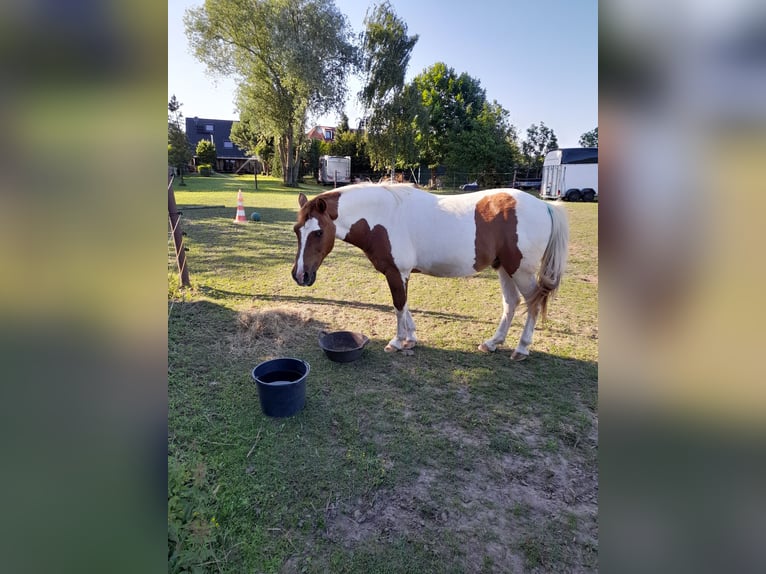 Lewitzer Gelding 23 years 14,1 hh Pinto in Sch&#xF6;nwalde-Glien