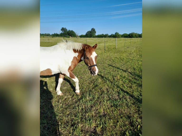 Lewitzer Gelding 23 years 14,1 hh Pinto in Sch&#xF6;nwalde-Glien
