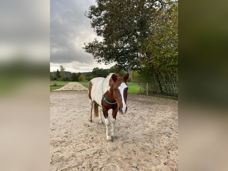 Lewitzer Gelding 23 years 14,1 hh Pinto in Sch&#xF6;nwalde-Glien