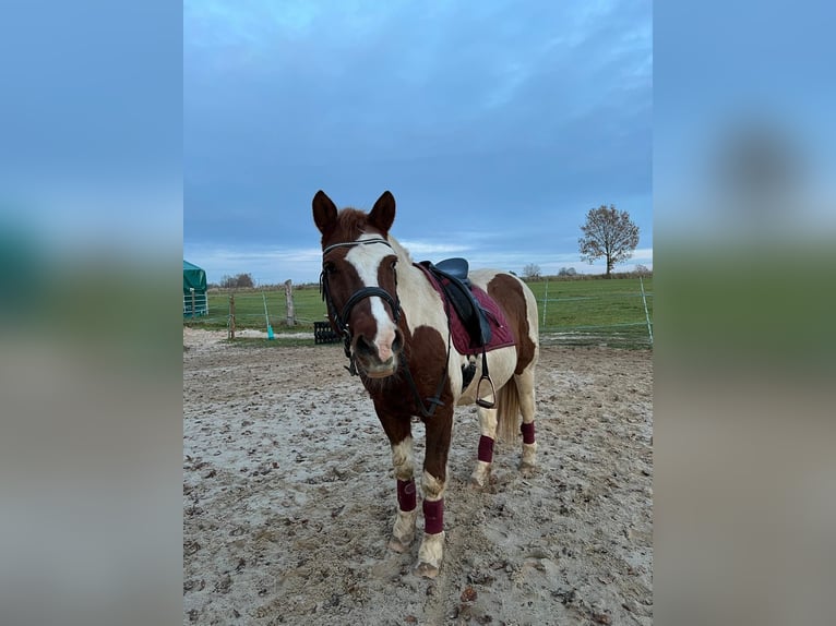 Lewitzer Gelding 23 years 14,1 hh Pinto in Sch&#xF6;nwalde-Glien