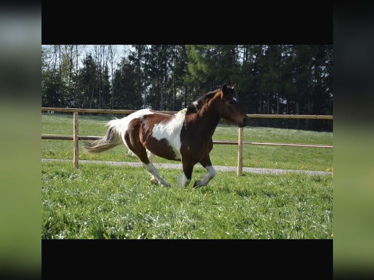 Lewitzer Mix Gelding 23 years 14,2 hh Pinto in Vogtareuth Lewitzer Mix Gelding 23 years 14,2 hh Pinto in Vogtareuth