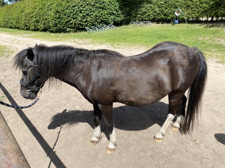 Lewitzer Gelding 29 years 11,1 hh Pinto in Userin