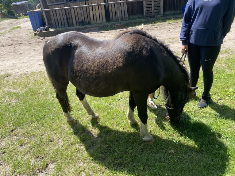 Lewitzer Gelding 29 years 11,1 hh Pinto in Userin