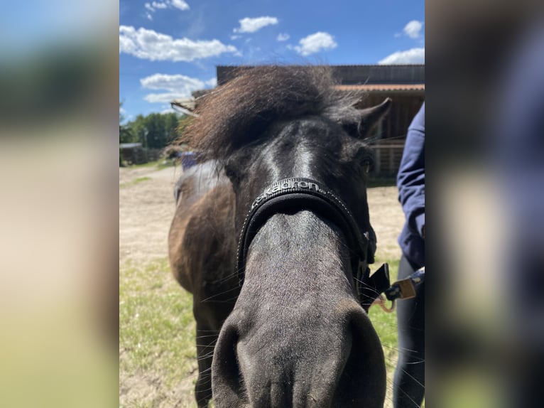 Lewitzer Gelding 29 years 11,1 hh Pinto in Userin