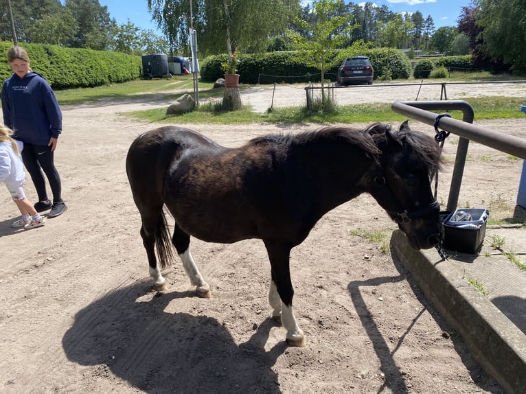 Lewitzer Gelding 29 years 11,1 hh Pinto in Userin