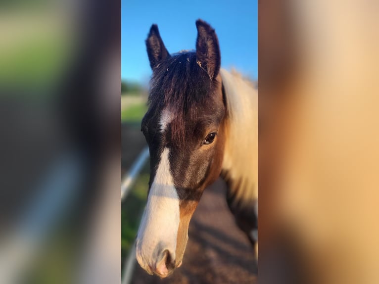 Lewitzer Gelding 2 years 13,1 hh Pinto in Illingen