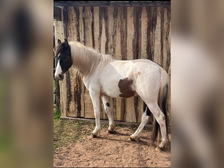 Lewitzer Gelding 2 years 13,1 hh Pinto in Illingen