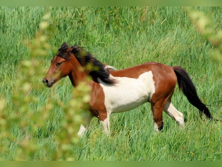 Lewitzer Mix Gelding 2 years 13,2 hh Pinto in L&#xF6;wenberger Land