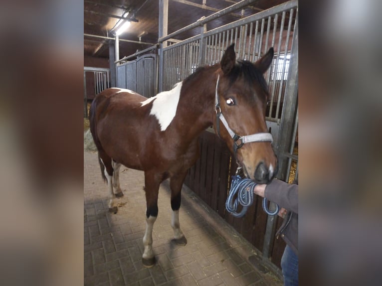 Lewitzer Gelding 2 years 14 hh Pinto in Kirchheim