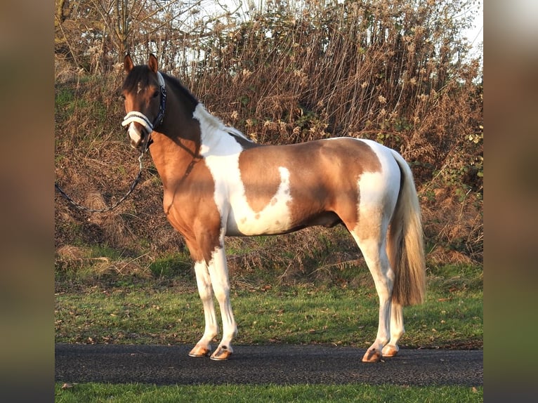 Lewitzer Gelding 3 years 13,2 hh Pinto in Verl