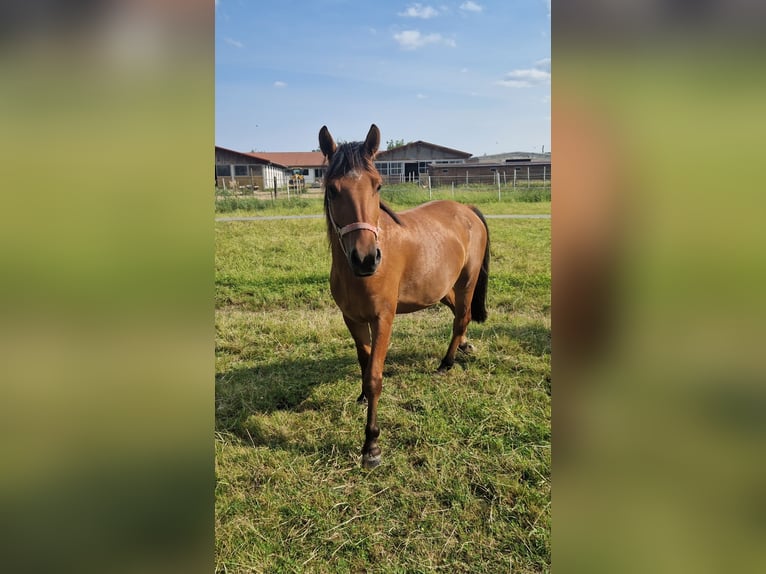 Lewitzer Mix Gelding 3 years 14,1 hh Buckskin in Kandel