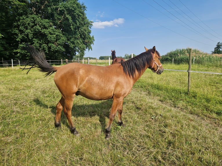 Lewitzer Mix Gelding 3 years 14,1 hh Buckskin in Kandel