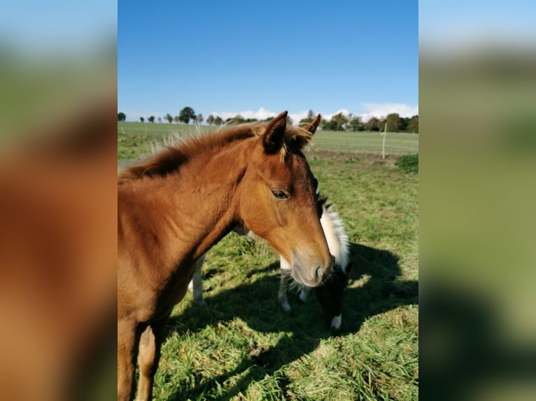 Lewitzer Gelding 3 years 14,1 hh Chestnut-Red in Rappin Lewitzer Gelding 3 years 14,1 hh Chestnut-Red in Rappin