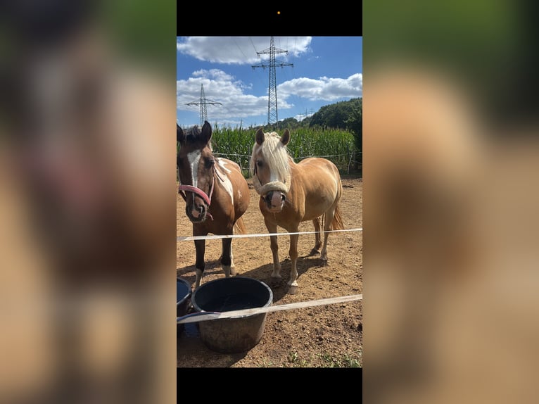 Lewitzer Gelding 3 years 14,2 hh Pinto in Rotenburg an der Fulda