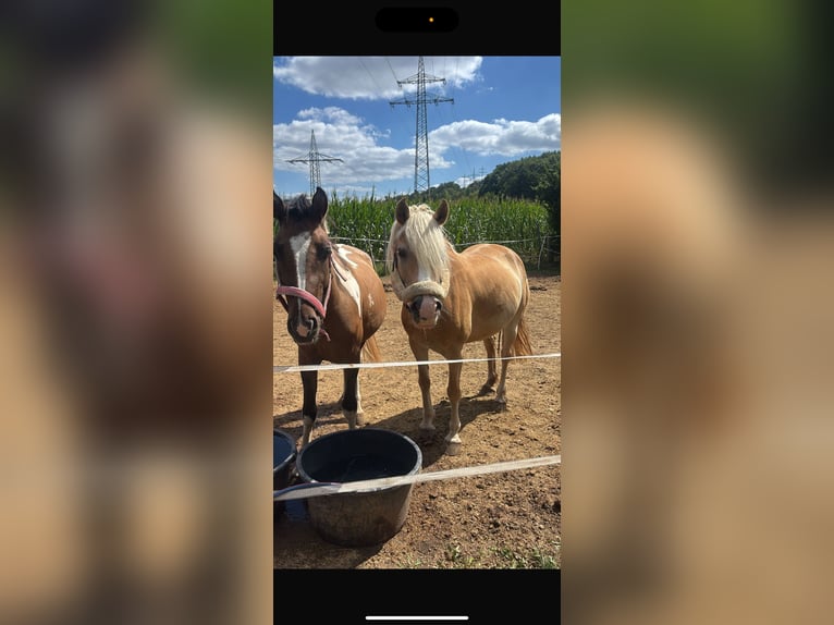 Lewitzer Gelding 3 years 14,2 hh Pinto in Rotenburg an der Fulda