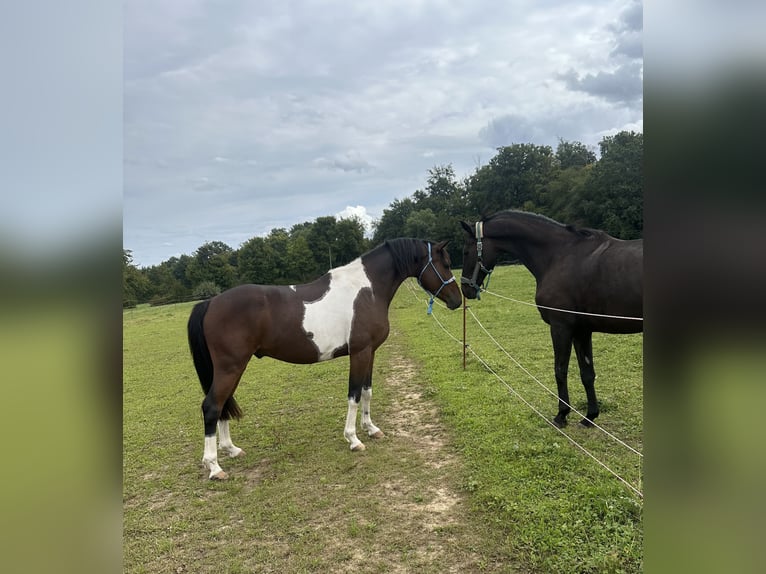 Lewitzer Gelding 3 years 15 hh Pinto in BrettenB