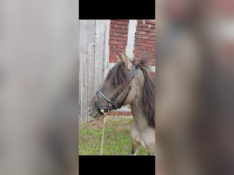 Lewitzer Mix Gelding 3 years Pinto in Welver