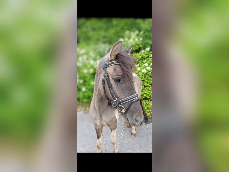 Lewitzer Mix Gelding 3 years Pinto in Welver
