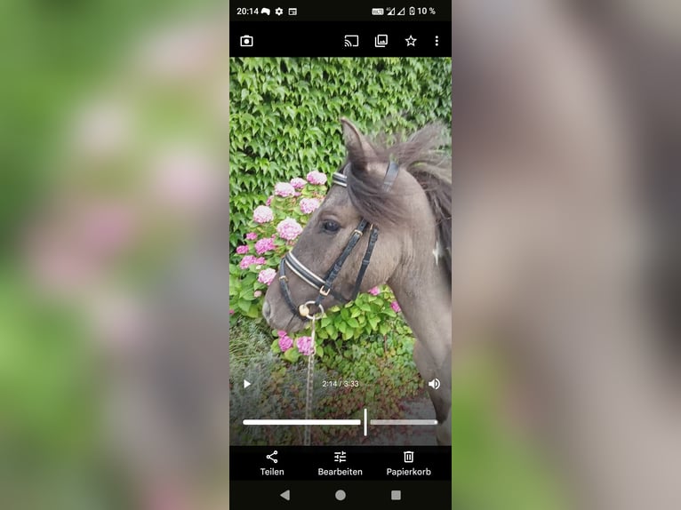 Lewitzer Mix Gelding 3 years Pinto in Welver