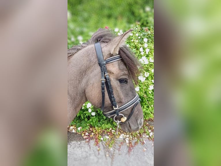 Lewitzer Mix Gelding 3 years Pinto in Welver
