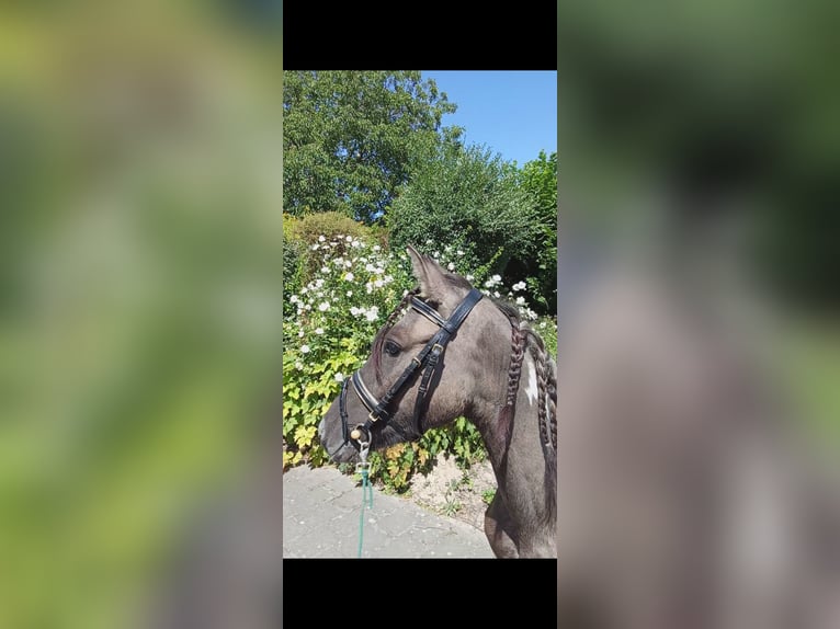 Lewitzer Mix Gelding 3 years Pinto in Welver