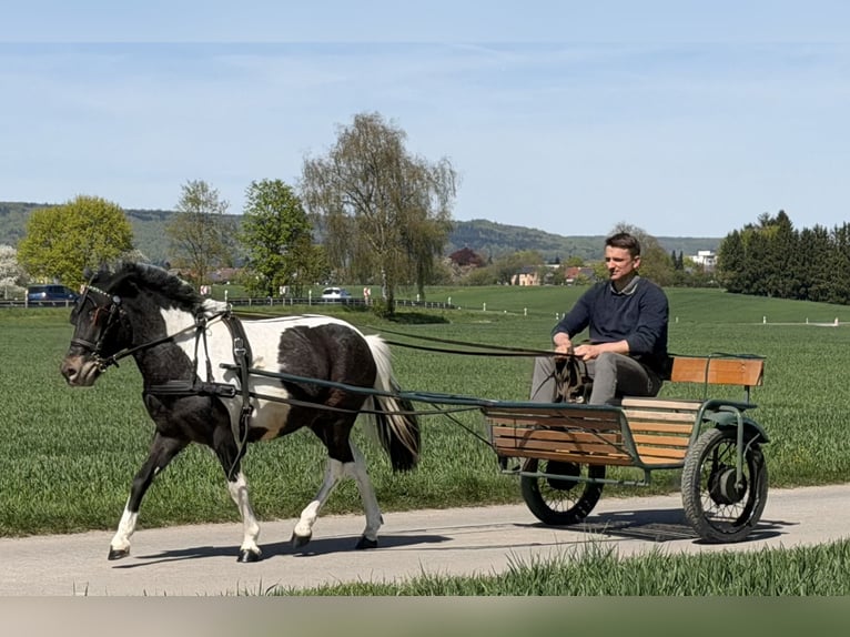 Lewitzer Mix Gelding 4 years 11.2 hh Pinto in Riedlingen