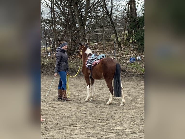 Lewitzer Mix Gelding 4 years 12,3 hh Pinto in Reutlingen