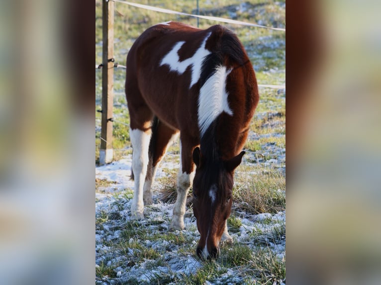 Lewitzer Mix Gelding 4 years 12,3 hh Pinto in Reutlingen