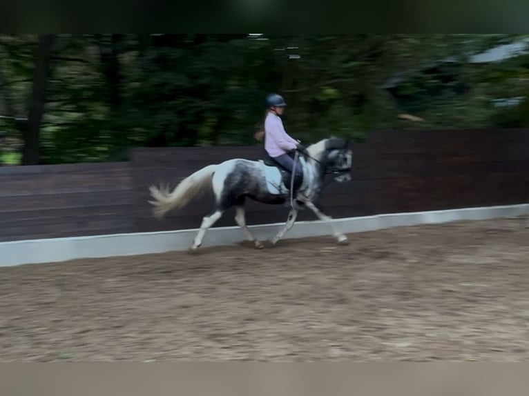 Lewitzer Mix Gelding 4 years 13,2 hh Pinto in Tutzing