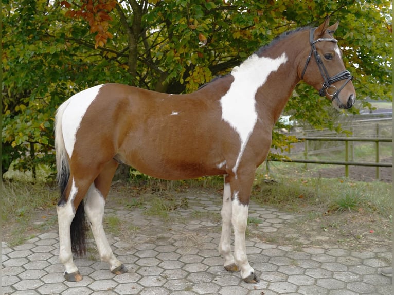 Lewitzer Gelding 4 years 14.1 hh Pinto in Jesteburg