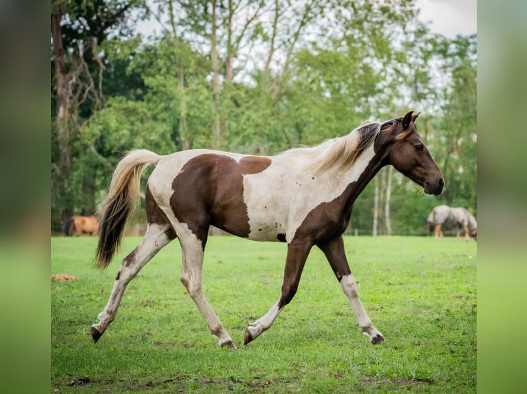 Lewitzer Mix Gelding 4 years 14.2 hh Tobiano-all-colors in Senftenberg