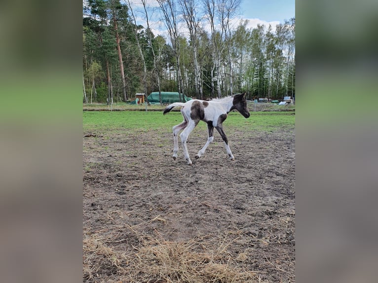 Lewitzer Mix Gelding 4 years 14.2 hh Tobiano-all-colors in Senftenberg