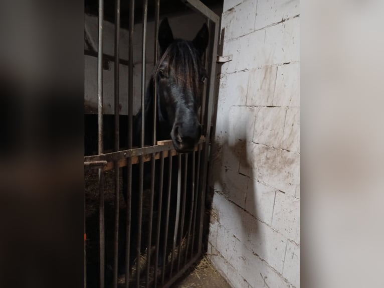 Lewitzer Gelding 4 years 14 hh Black in Walow