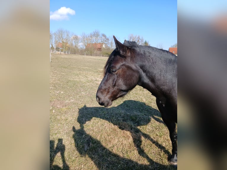 Lewitzer Gelding 4 years 14 hh Black in Walow