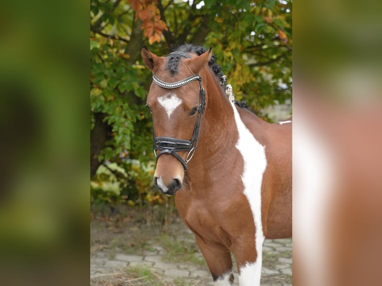 Lewitzer Gelding 4 years 14,1 hh Pinto in Jesteburg