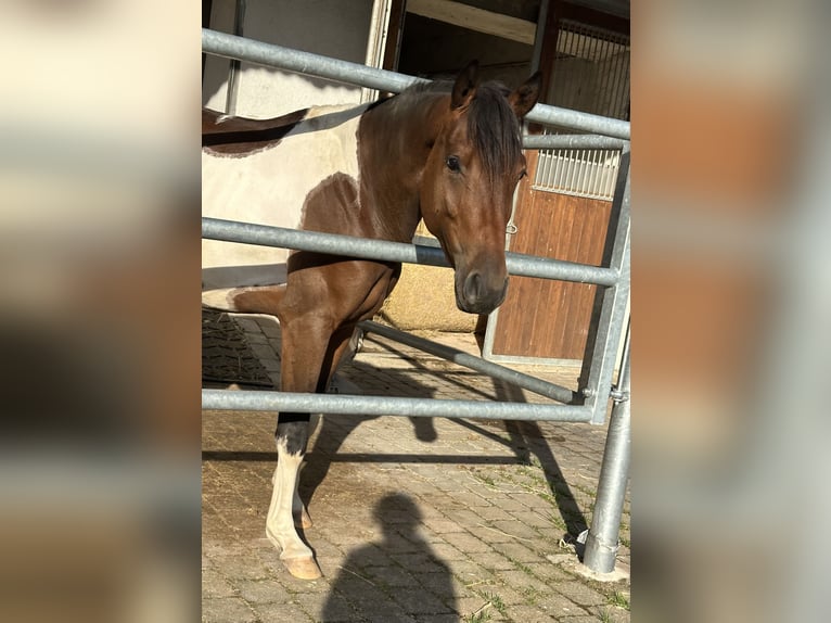Lewitzer Gelding 4 years 14,3 hh Pinto in Neulingen