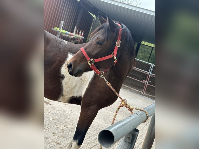 Lewitzer Gelding 4 years 14,3 hh Pinto in Neulingen