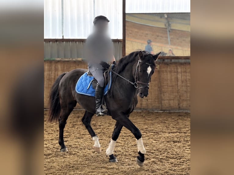 Lewitzer Gelding 4 years 15 hh Black in Meschede