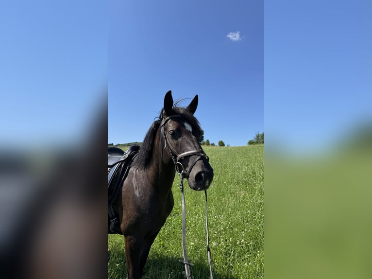 Lewitzer Gelding 4 years 15 hh Black in Meschede