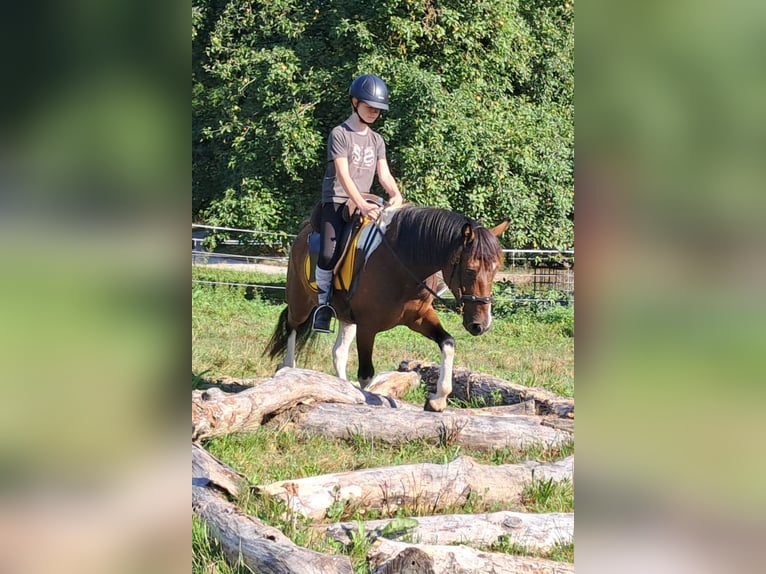 Lewitzer Gelding 5 years 13,2 hh Pinto in Bayerbach