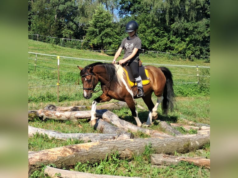 Lewitzer Gelding 5 years 13,2 hh Pinto in Bayerbach