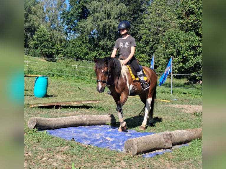 Lewitzer Gelding 5 years 13,2 hh Pinto in Bayerbach