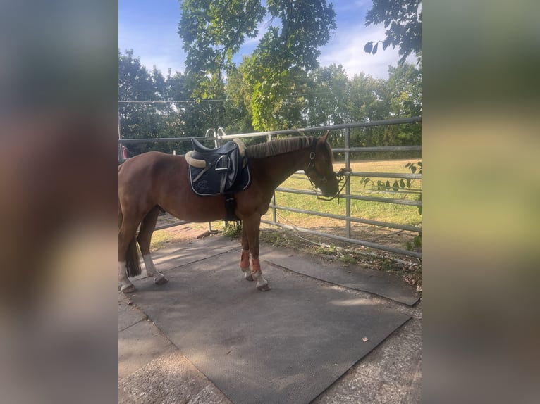 Lewitzer Gelding 5 years 13,3 hh Chestnut-Red in Sehnde